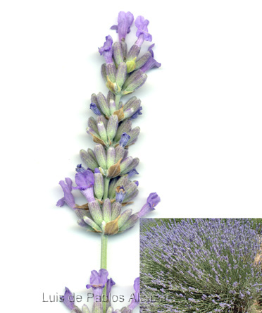 Official lavender